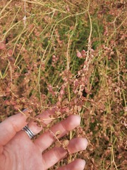 Rumex sagittatus