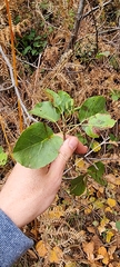 Alnus cordata