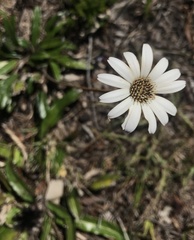 Gerbera serrata