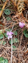 Cyclamen hederifolium