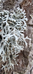 Pseudevernia furfuracea