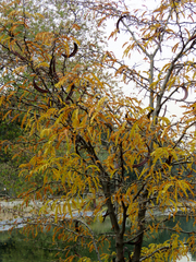 Gleditsia caspia