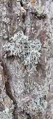 Pseudevernia furfuracea