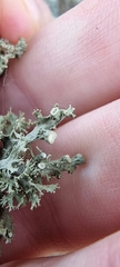 Ramalina