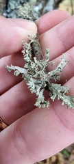 Ramalina