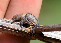 Phidippus princeps