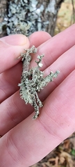 Ramalina
