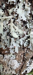 Parmelioideae
