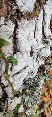 Parmelioideae