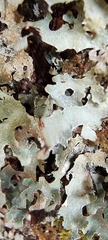 Parmelioideae