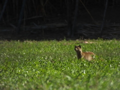 Cynictis penicillata