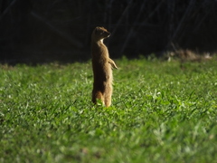 Cynictis penicillata