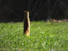 Cynictis penicillata