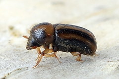Trypodendron signatum