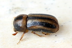 Trypodendron signatum