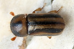 Trypodendron signatum