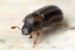 Trypodendron signatum