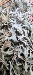 Pseudevernia furfuracea