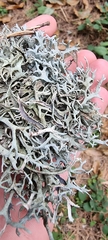 Pseudevernia furfuracea