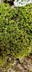 Tortella tortuosa