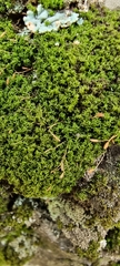 Tortella tortuosa