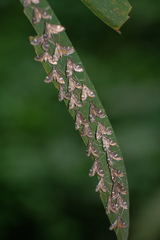 Strepsinoma croesusalis