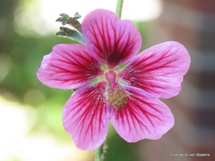 Anisodontea malvastroides