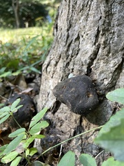 Fungi