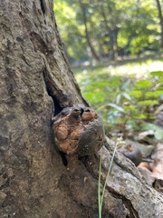 Fungi