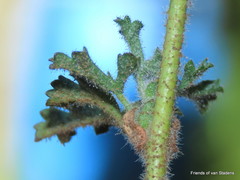 Anisodontea malvastroides