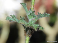 Anisodontea malvastroides