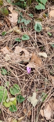Cyclamen hederifolium