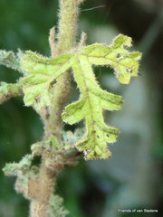 Anisodontea malvastroides