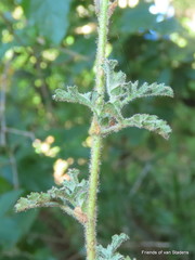 Anisodontea malvastroides