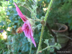 Anisodontea malvastroides