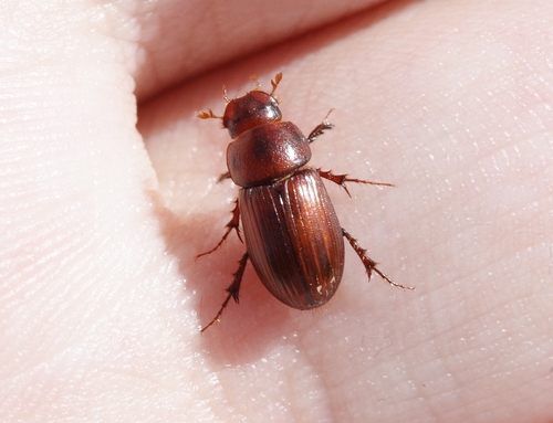 Dellacasiellus