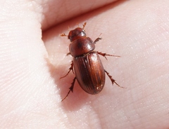 Dellacasiellus pseudofucosus