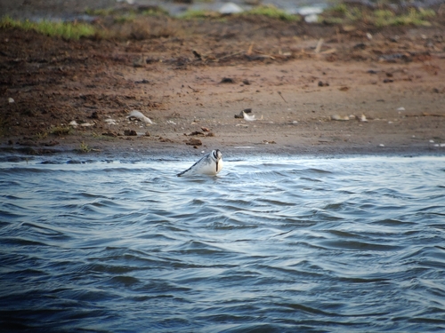 Red Phalarope, 1794 Oosterend, Netherlands, photo 10 of 10