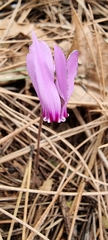 Cyclamen hederifolium