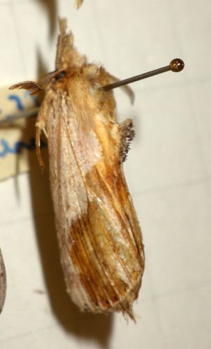 Pale Prominent photo 6