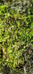 Bryophyta