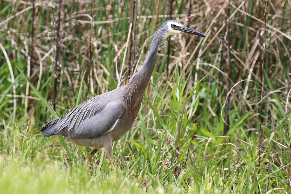 White-faced Heron from Isabella Pond, Tuggeranong, ACT, Australia on ...