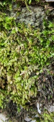 Bryophyta