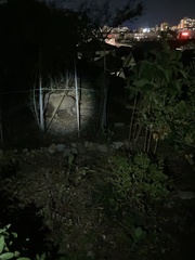 Sus scrofa leucomystax