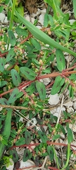 Euphorbia maculata