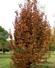 Parrotia persica