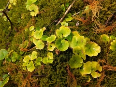 Chrysosplenium serreanum