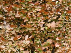 Parrotia persica