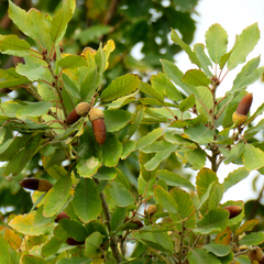 Quercus