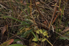 Anthyllis vulneraria polyphylla